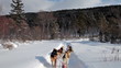 A Siberian sled dogs