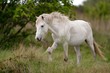 Cavallo bianco