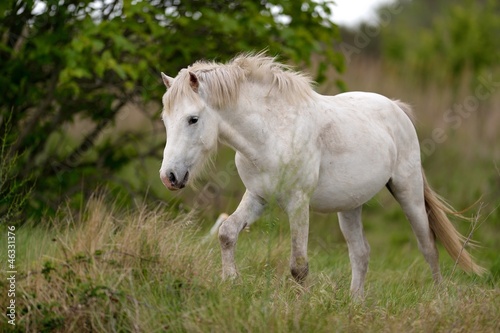 Photo: Cavallo bianco Cavallo bianco