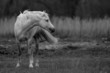 Cavallo bianco
