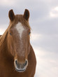 Horse Head Shot In The Snow