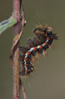 Acronicta rumicis