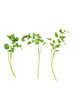 Parsley