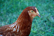 Hen alone