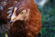 Hen