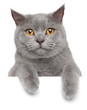 British gray cat on a white banner