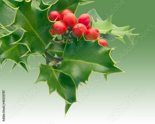 Photo: Holly Holly