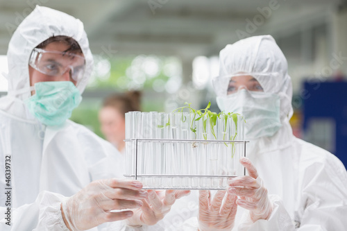 Photo: Students looking at test tubes with seedlings in them Students looking at test tubes with seedlings in them