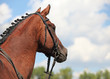 Beautiful portrait of a purebred breeding mare