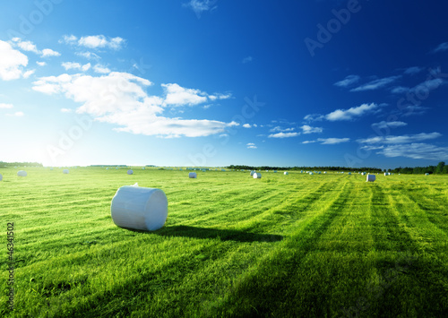 Photo: field of harvested grass field of harvested grass
