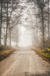 Foto: misty forest misty forest