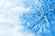 Foto: Pine branches covered with hoarfrost Pine branches covered with hoarfrost