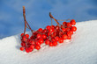 Bunch of rowan lies on snow