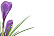 Foto: Beautiful violet crocus isolated on white Beautiful violet crocus isolated on white