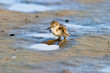Black-Winged Stilt