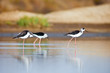 Black-Winged Stilt