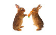 two brown rabbit