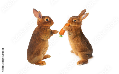 Photo: two brown rabbit two brown rabbit