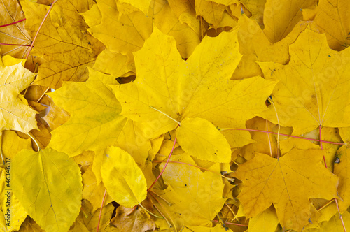 Photo: yellow autumn maple leaves yellow autumn maple leaves