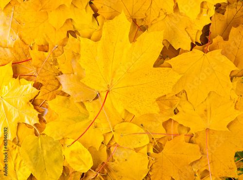 Photo: yellow autumn maple leaves yellow autumn maple leaves