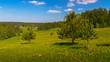 spruce on green field