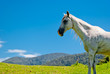 Wild horses in a natural landscape