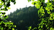 evening in the forest