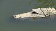 Alligator in a swamp closes its eye