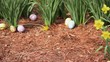 Hand painted Easter eggs scattered among daffodils