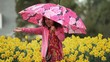 Video: Smiling young mixed race girl with umbrella extending arm in rainy daffodil field Smiling young mixed race girl with umbrella extending arm in rainy daffodil field