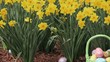 Basket of hand painted Easter eggs among daffodils