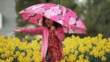 Video: Smiling young mixed race girl with umbrella extending arm in rainy daffodil field Smiling young mixed race girl with umbrella extending arm in rainy daffodil field