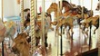 Carousel horses moving up and down