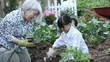 Asian grandmother teaching granddaughter to plant cucumbers in vegetable garden