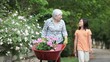 Video: Asian grandmother and granddaughter talking and pushing wheelbarrow of flowers along rose covered fence in garden Asian grandmother and granddaughter talking and pushing wheelbarrow of flowers along rose covered fence in garden