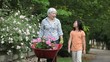 Video: Asian grandmother and granddaughter talking and pushing wheelbarrow of flowers along rose covered fence in garden Asian grandmother and granddaughter talking and pushing wheelbarrow of flowers along rose covered fence in garden