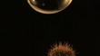 A soap bubble falling onto cactus spines and pops (slow motion)