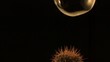 A soap bubble falling onto cactus spines and pops (slow motion)
