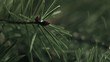 Rain drops falling onto pine bough (slow motion)