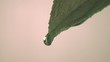 A single drop of water falling from leaf  (slow motion)