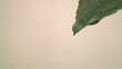A single drop of water falling from leaf  (slow motion)