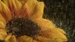 Water drops falling onto sunflower (slow motion)