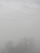 foggy tree