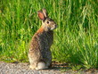 goofy rabbit 1