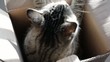 Cat peering from cardboard box