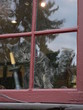 cat in window