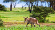 Female waterbuck, Lake Naivasha. Africa. Kenya