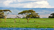 Beautiful African landscape, Lake Naivasha, Kenya