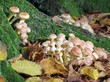 Ziegelroter Schwefelkopf im Reinhardswald