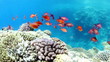 Shoal of Sea goldie, swimming around a coral reef